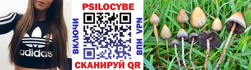 где можно купить наркотик  Тайшет  блэк спрут зеркало  Псилоцибиновые грибы MAGIC MUSHROOMS 